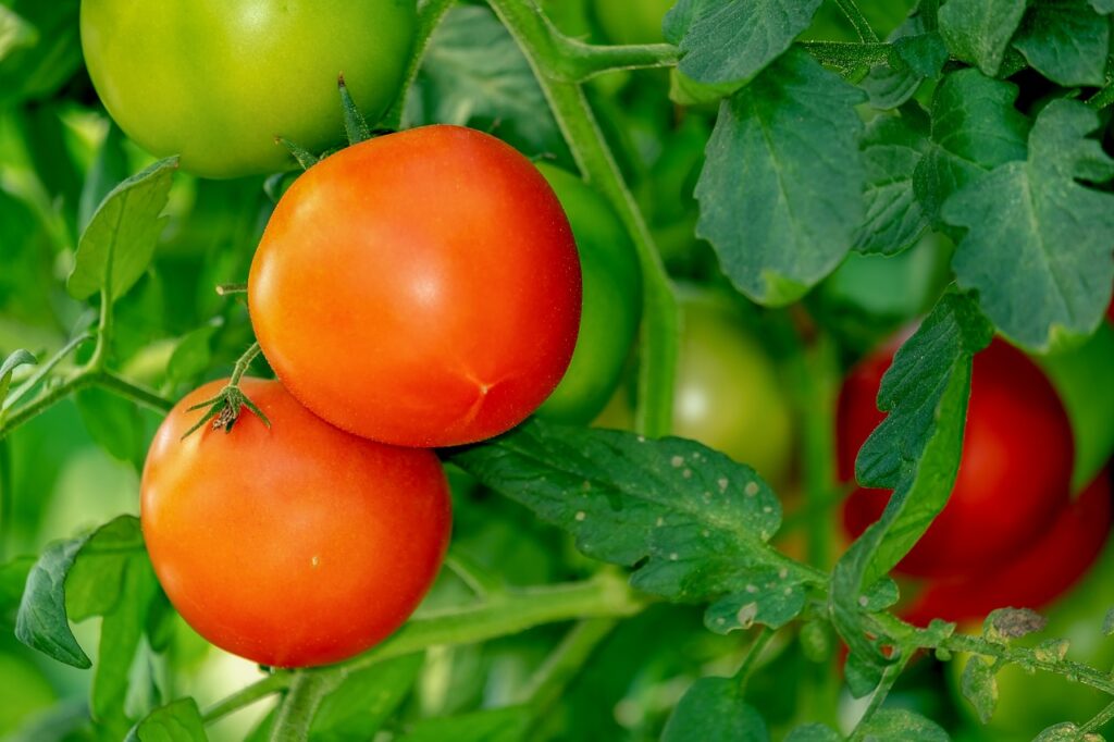 tomatoes, bush, vegetables